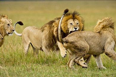 《莫斯2》将于3月31日发售 开发商希望游戏尽快登陆其他平台